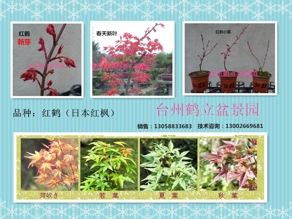 日本红枫新品种嫁接红鹤 清玄 红差 茜 红姬 桂 鸡爪槭盆景素材