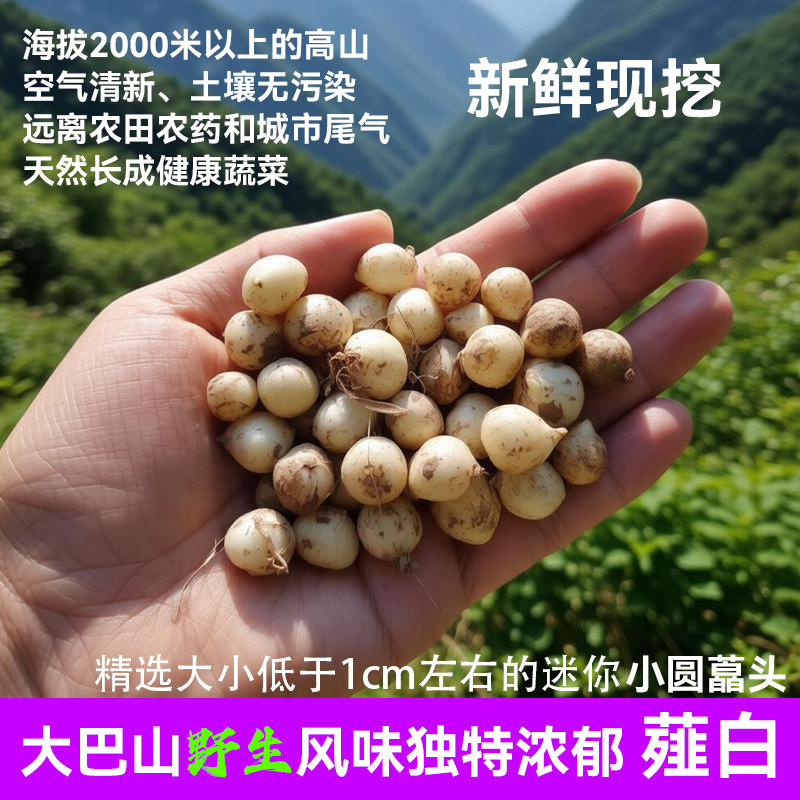 四川大巴山野生小葛头无污染