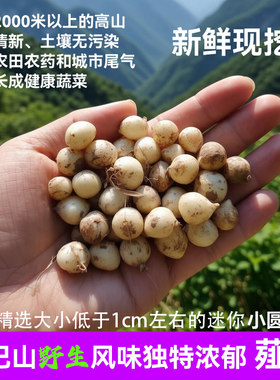 四川大巴山野生小葛头无污染