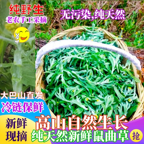 四川达州野生新鲜现摘清明菜草