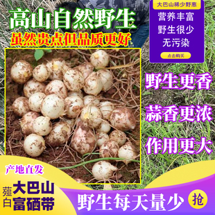 四川大巴山野生新鲜苦藠头野小蒜腌制泡菜苦荞头野葱头薤白可商用