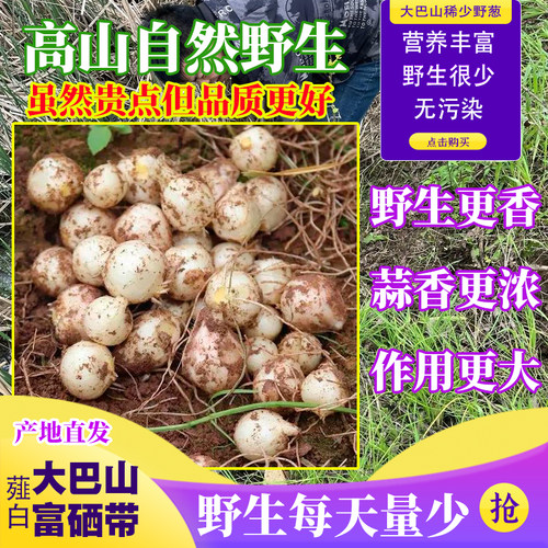 四川新鲜苦藠头野小蒜腌制泡菜