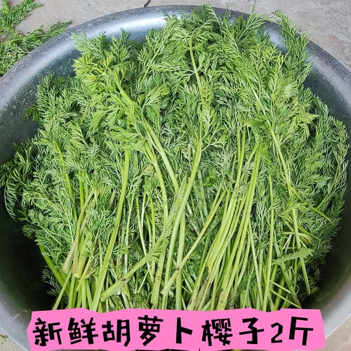 新鲜胡萝卜缨子2斤 胡萝卜叶子