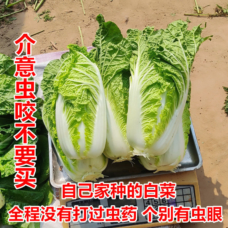 没有包芯的新鲜现摘小白菜【没有打过虫药，介意被虫咬过不要买】