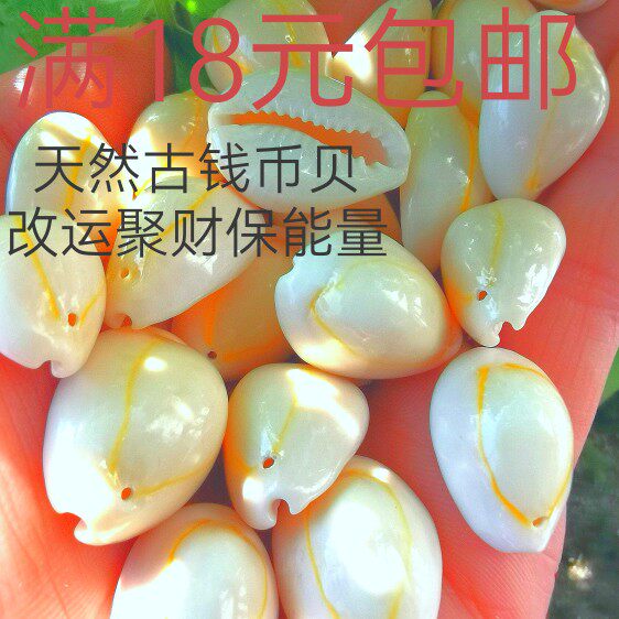 A+品质天然贝壳海螺海星diy海螺/贝壳/珊瑚