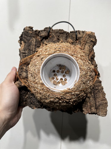 一物一拍软木板水苔球 板21*19厚度3.5cm 水苔球13.5cm送绑绳B624