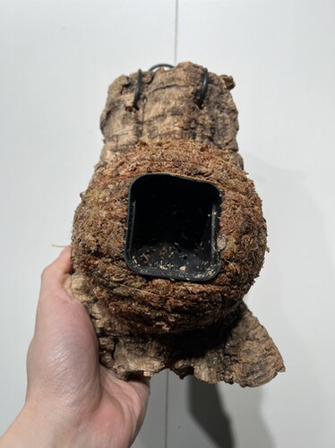 一物一拍软木板水苔球 板15*21厚度5cm 水苔球12.5cm送绑绳B380