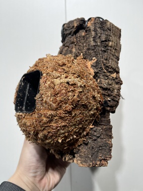 一物一拍软木板水苔球 板14*19.5厚度4cm 水苔球13cm送绑绳B426