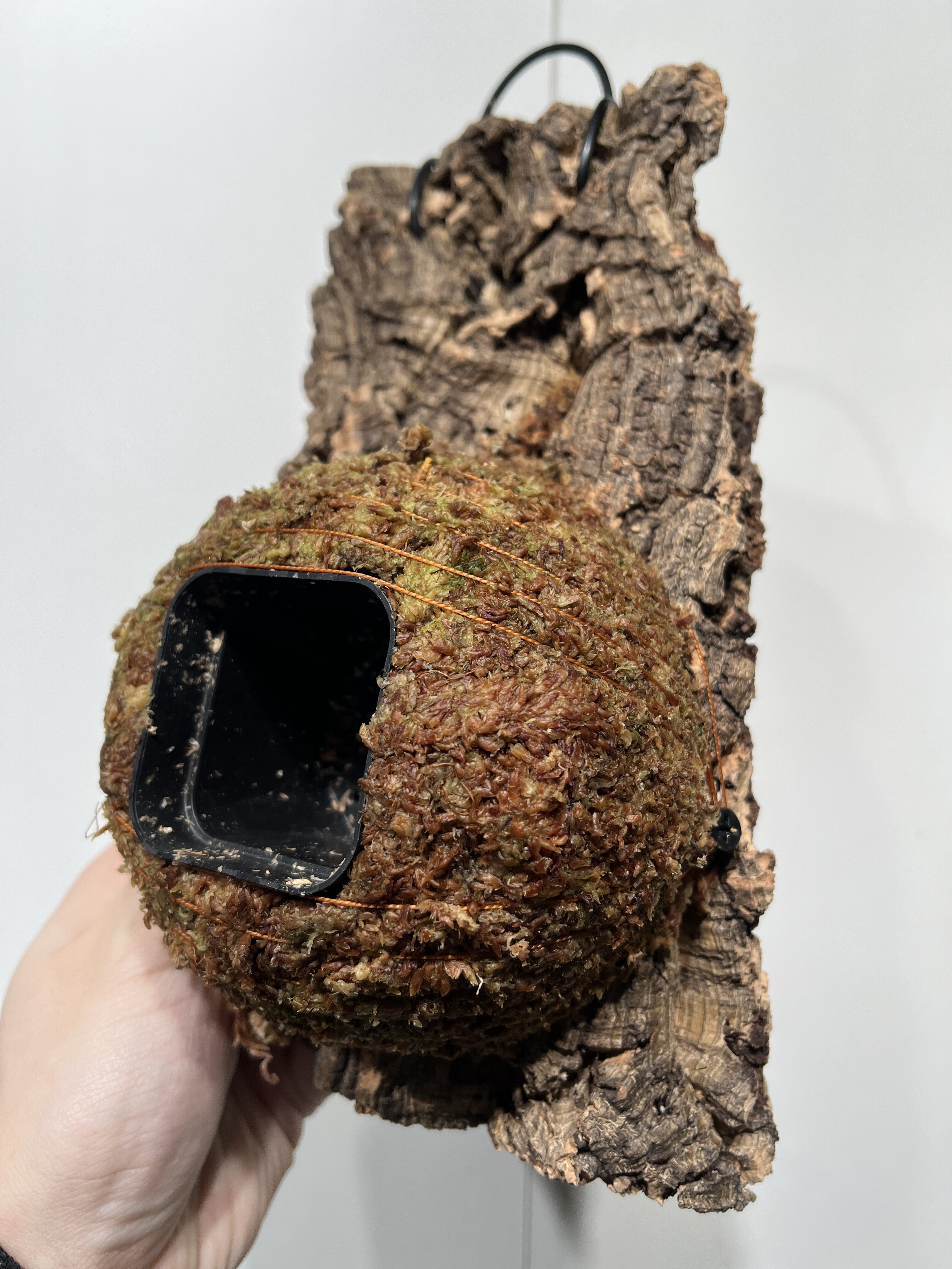 一物一拍软木板水苔球 板14.5*23厚度4cm 水苔球12.5cm送绑绳B478,鲜花速递/花卉仿真/绿植园艺,热植养护设备,淘宝优惠券,粉丝福利购,淘宝优惠卷