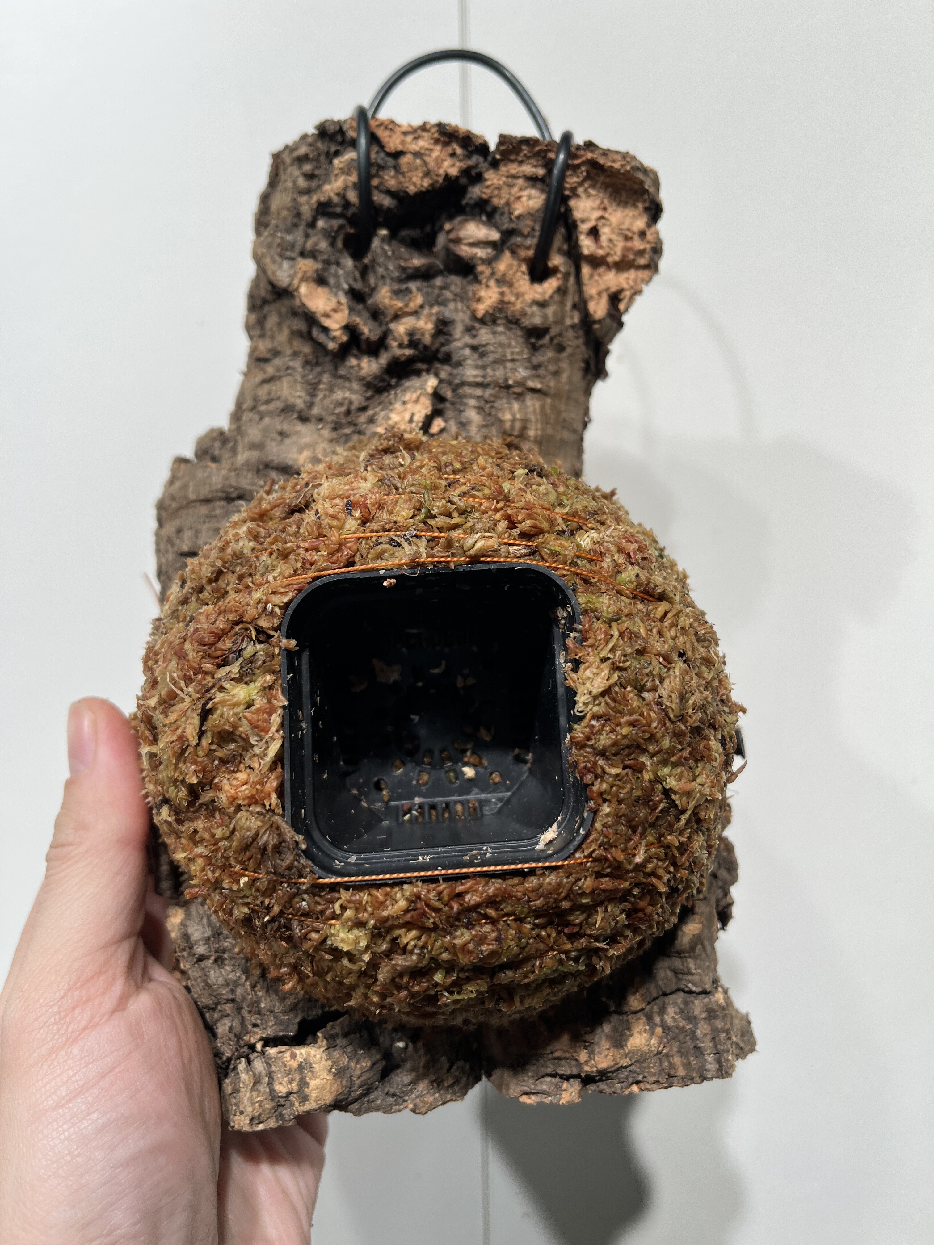 一物一拍软木板水苔球 板13*20厚度4cm 水苔球12.5cm送绑绳B471,鲜花速递/花卉仿真/绿植园艺,热植养护设备,淘宝优惠券,粉丝福利购,淘宝优惠卷