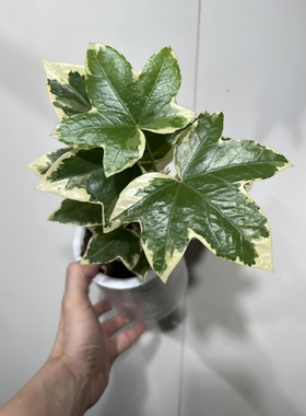 一物一拍 熊掌木水培盆 总高31cm L222