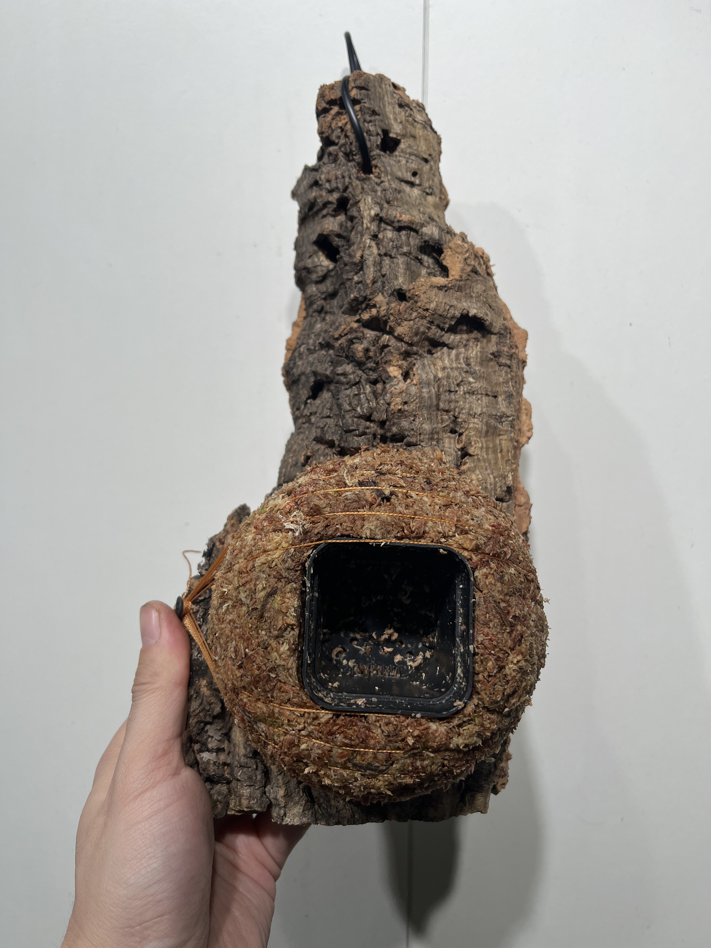 一物一拍软木板水苔球 板14*30cm厚5cm 水苔球12.5cm送绑绳B322