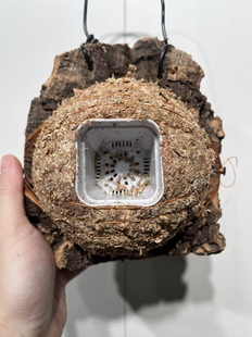 16厚5cm 水苔球12.5cm送绑绳B632 尺寸15 一物一拍软木板水苔球