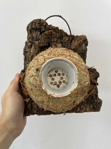 一物一拍软木板水苔球 板19*23厚度3cm 水苔球13.5cm送绑绳B671