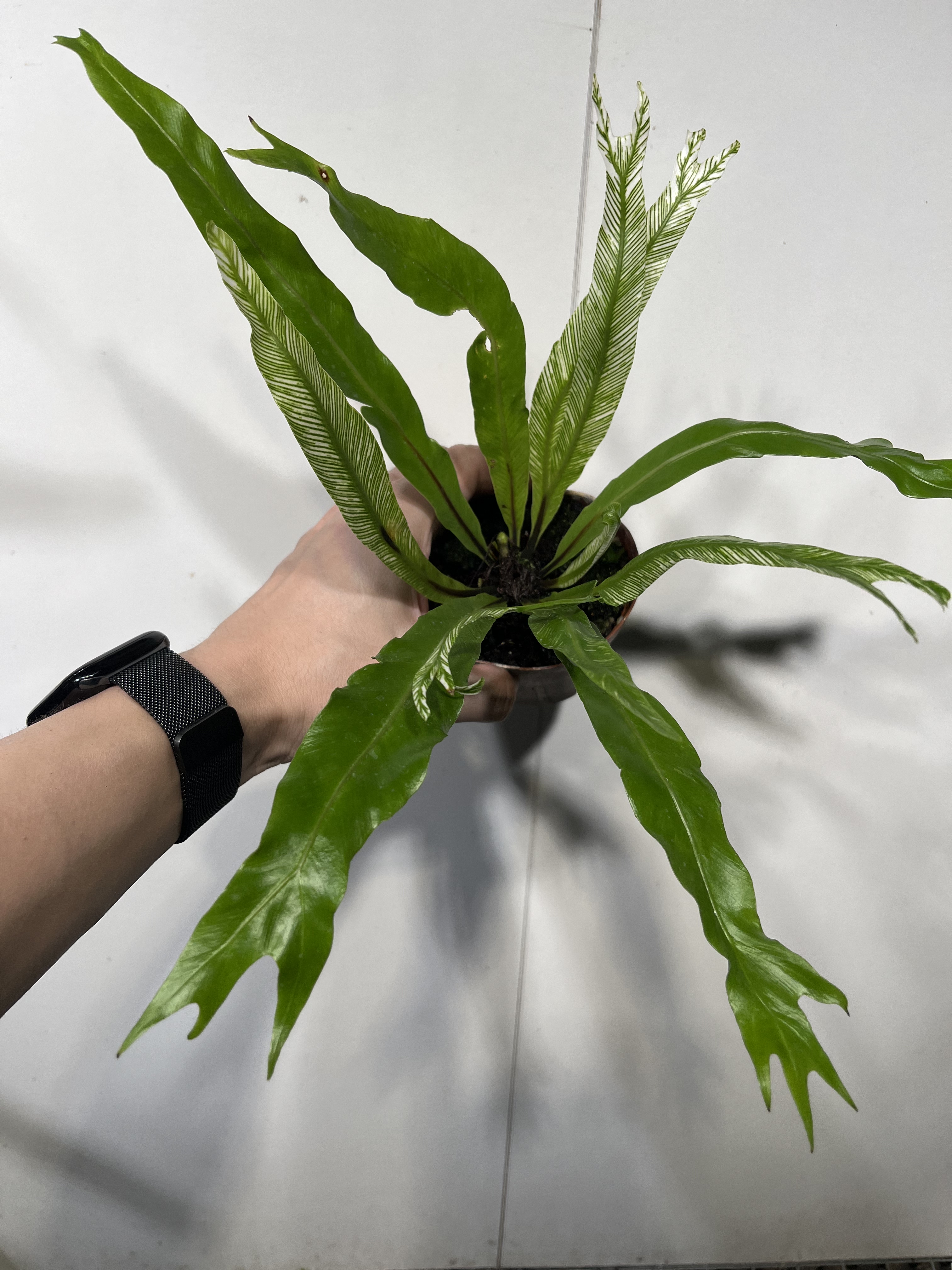 一物一拍 白锦鸟巢蕨 总高24cm 163图片
