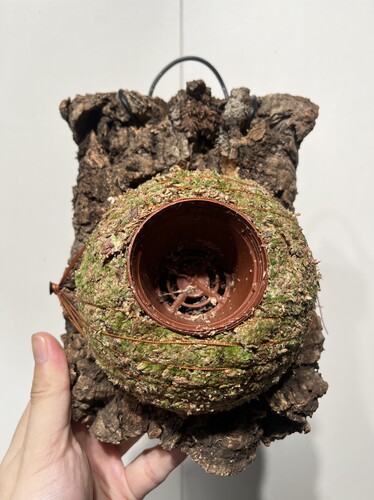 一物一拍软木板水苔球 板16*23厚度4cm 水苔球12.5cm送绑绳B661
