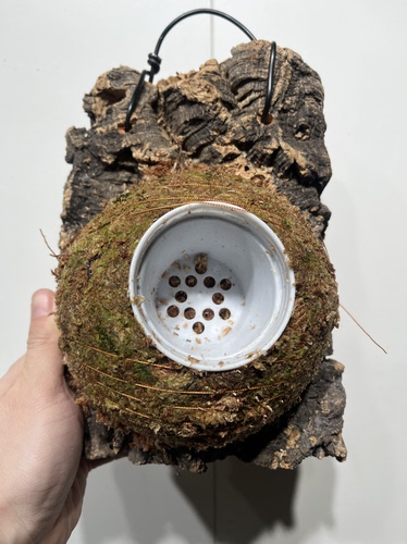 一物一拍软木板水苔球 板17.5*23厚度4cm 水苔球15cm送绑绳B535