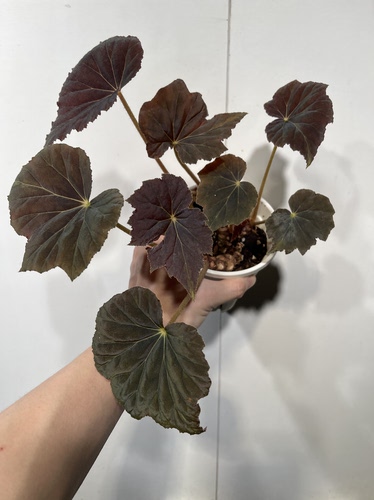 一物一拍 坠星秋海棠 总高24cm 182