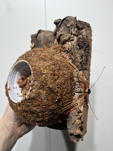 一物一拍软木板水苔球 板16*21.5cm厚6cm 水苔球14.5送绑绳B329