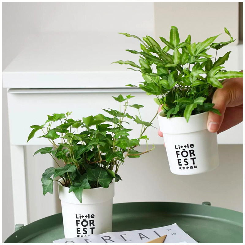 小植之家 阿波银线蕨盆栽雨林缸蕨类观叶植物室内办公耐阴 吸甲醛