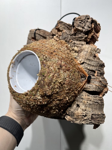 一物一拍软木板水苔球 板18*19厚度6cm 水苔球14cm送绑绳B561
