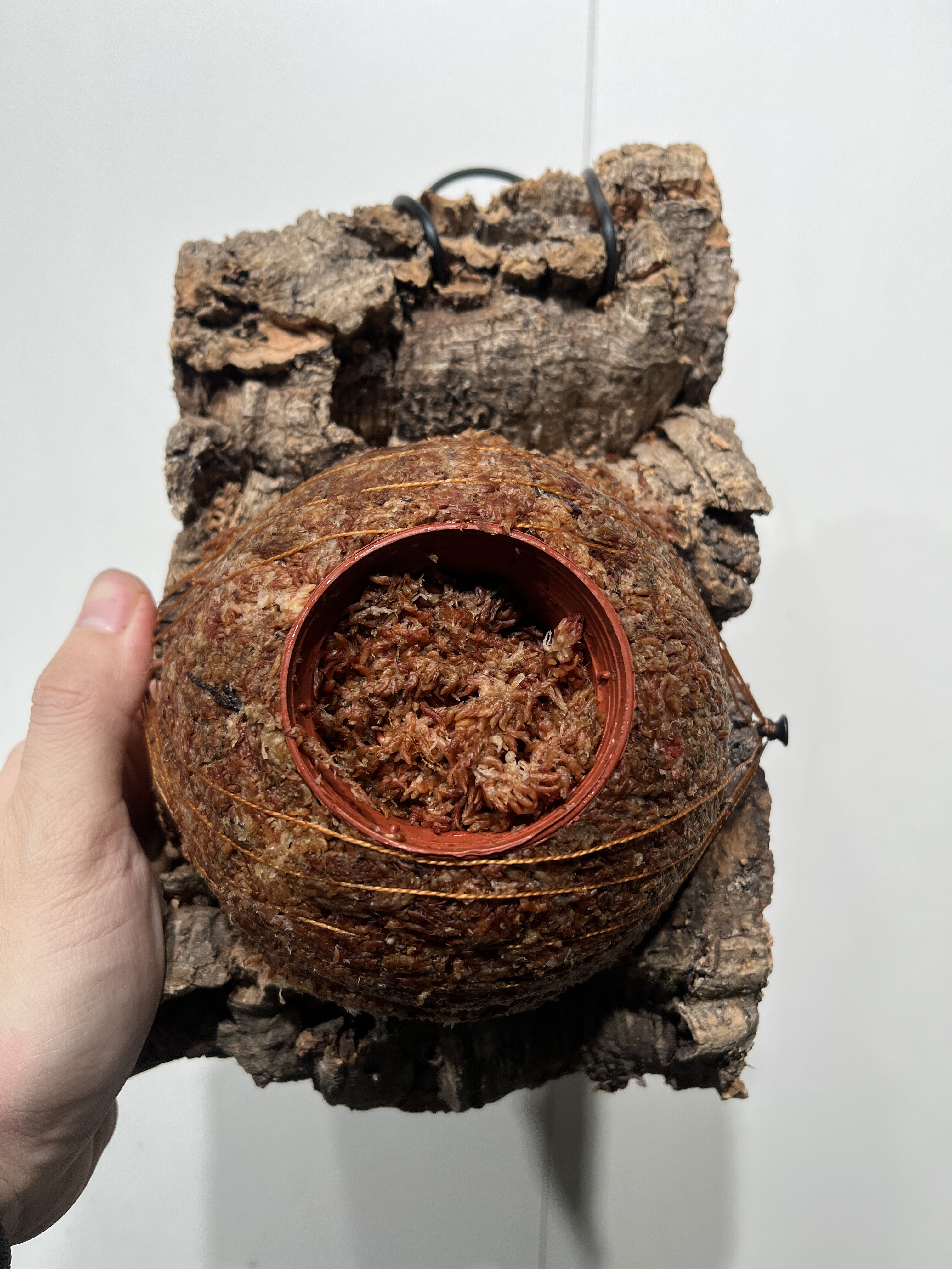 一物一拍软木板水苔球 板14*24cm厚5cm 水苔球12.5cm送绑绳B193