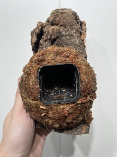 23厚5cm 水苔球12.5cm送绑绳B624 尺寸11 一物一拍软木板水苔球