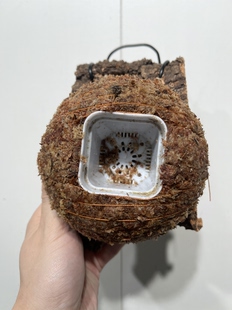 16厚3cm 水苔球12.5cm送绑绳B621 尺寸11.5 一物一拍软木板水苔球