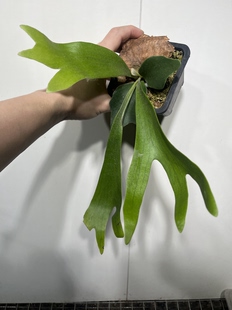 二岐鹿角蕨890 一物一拍