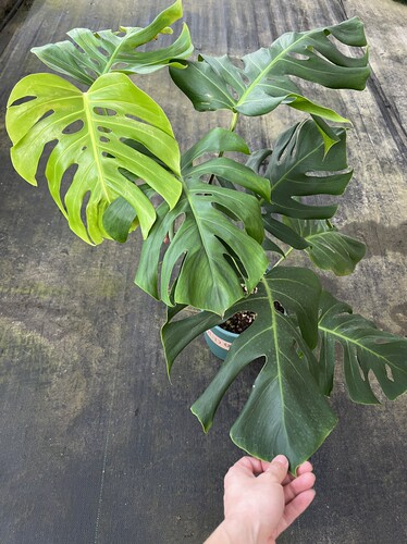 一物一拍 8叶龟背竹 总高75cm 盆口23cm 叶长35cm W105