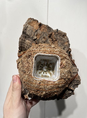 一物一拍软木板水苔球 板15*21厚度5cm 水苔球12.5cm送绑绳B648