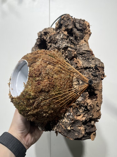 一物一拍软木板水苔球 板19*23厚度5cm 水苔球14.5cm送绑绳B400