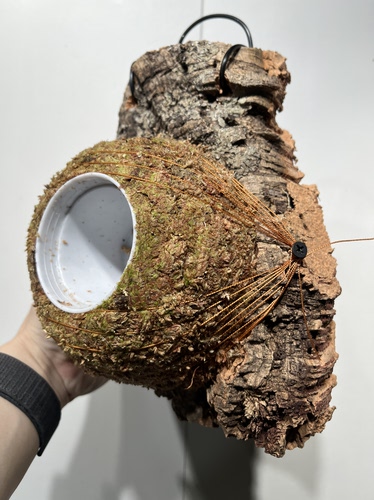 一物一拍软木板水苔球 板19*21厚度5cm 水苔球14cm送绑绳B562