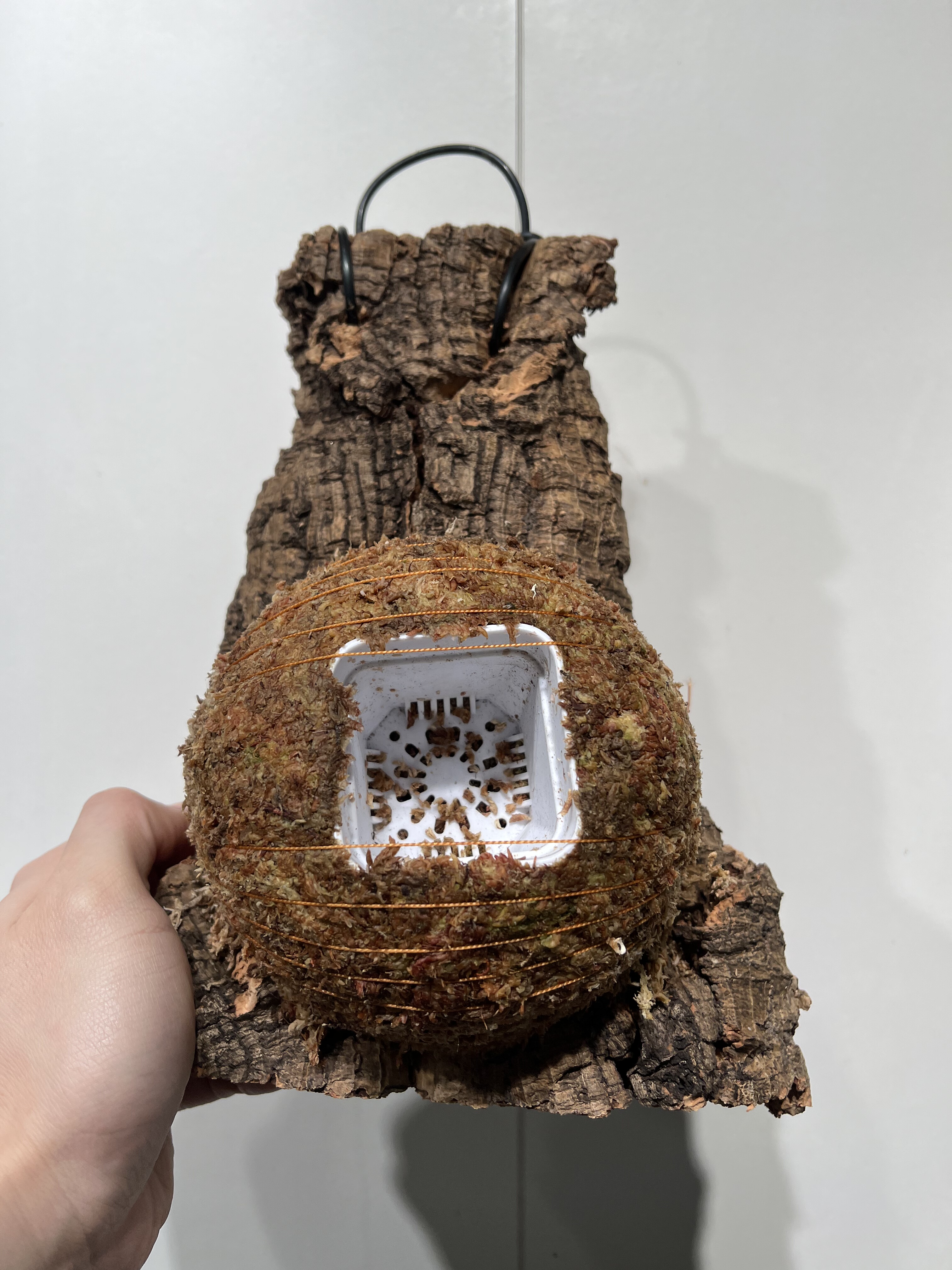 一物一拍软木板水苔球 板34*19厚度5cm 水苔球12.5cm送绑绳B464,鲜花速递/花卉仿真/绿植园艺,热植养护设备,淘宝优惠券,粉丝福利购,淘宝优惠卷