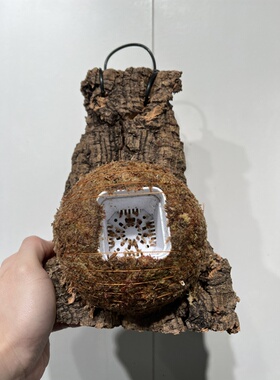 一物一拍软木板水苔球 板34*19厚度5cm 水苔球12.5cm送绑绳B464