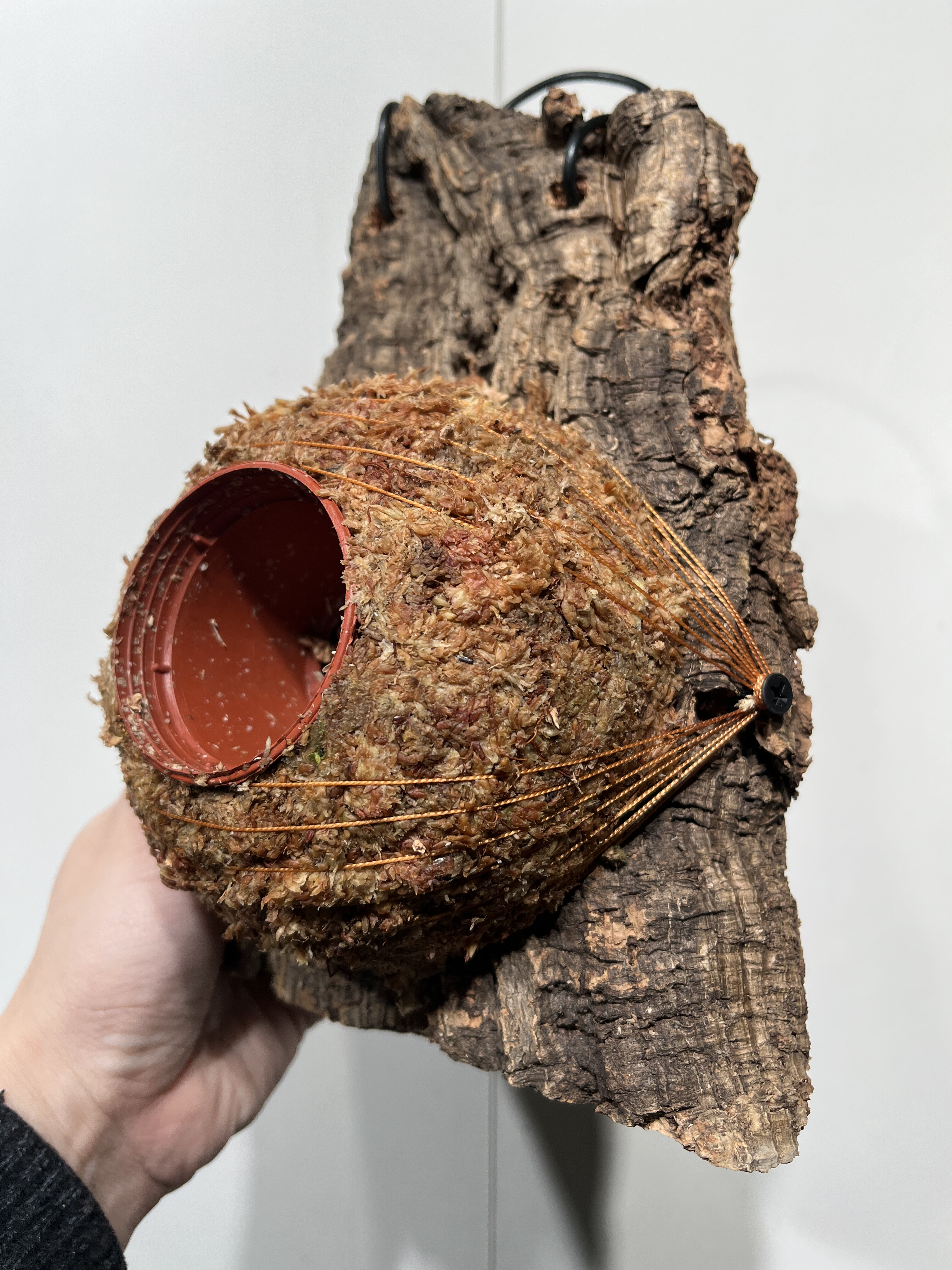 一物一拍软木板水苔球 板16.5*23厚度3cm 水苔球12.5cm送绑绳B486,鲜花速递/花卉仿真/绿植园艺,热植养护设备,淘宝优惠券,粉丝福利购,淘宝优惠卷