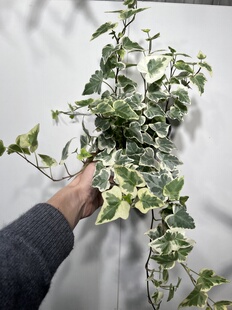 一物一拍 618 雪莹多株带藤