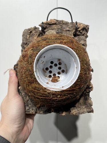 一物一拍软木板水苔球 板17*19厚度4.5cm 水苔球14cm送绑绳B569