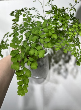 一物一拍 铁线蕨水培盆 总高41cm L216