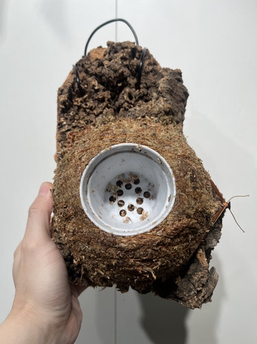 一物一拍软木板水苔球 板18*25厚度6cm 水苔球14.5cm送绑绳B599