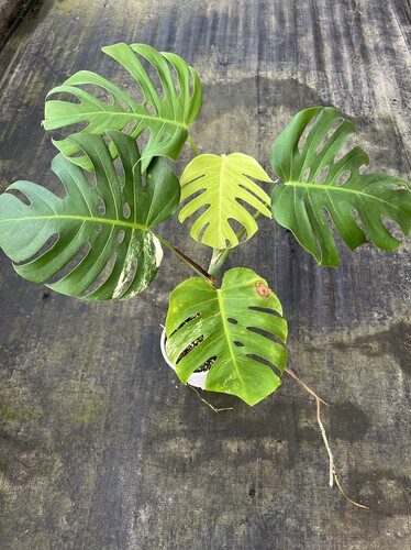 一物一拍 弱锦白龟1加仑盆  总高73cm W098