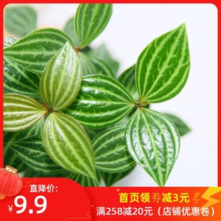 水培绿植 豆瓣绿 发财树室内盆栽办公室 植物卫生间防辐射吸甲醛