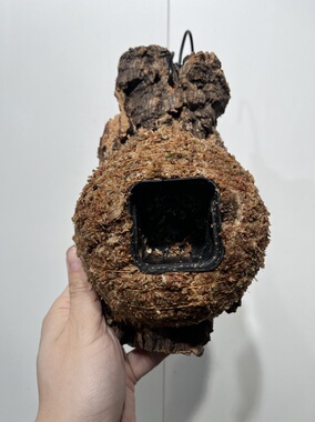 一物一拍软木板水苔球 板11.5*23厚度4cm 水苔球12.5cm送绑绳B429