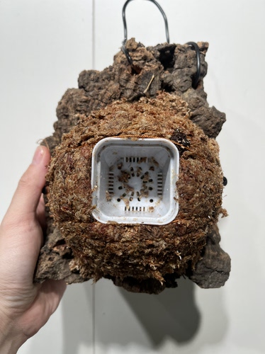 一物一拍软木板水苔球 尺寸16*20.5厚5cm 水苔球12.5cm送绑绳B612