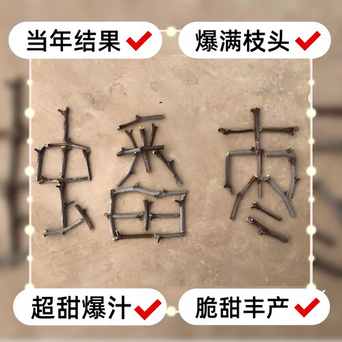 李长娃蟠枣接穗当年结果爆满枝头