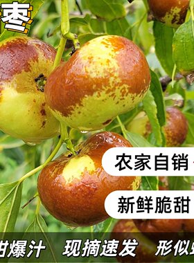 正宗蟠枣现摘现发超甜大果纯天然