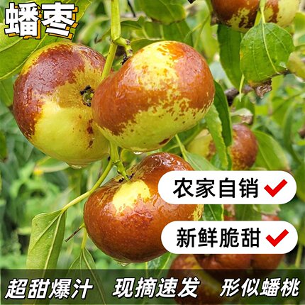 特级正宗蟠枣新鲜现摘脆甜多汁5A级大果冰糖大枣应季水果孕妇礼盒