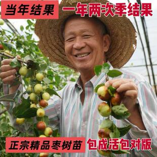 冰糖脆枣树苗三代冬枣长艳牌嫁接树苗盆栽地栽当年结果全国种植