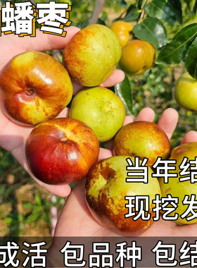 油蟠特大枣树活苗现挖超甜脆超大当年结果大枣盆栽嫁接树苗易成活