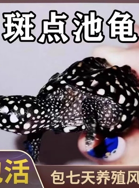 正宗斑点龟苗黑池龟满天星斑点苗观赏鱼龟混养缸清洁深水吃粪活物